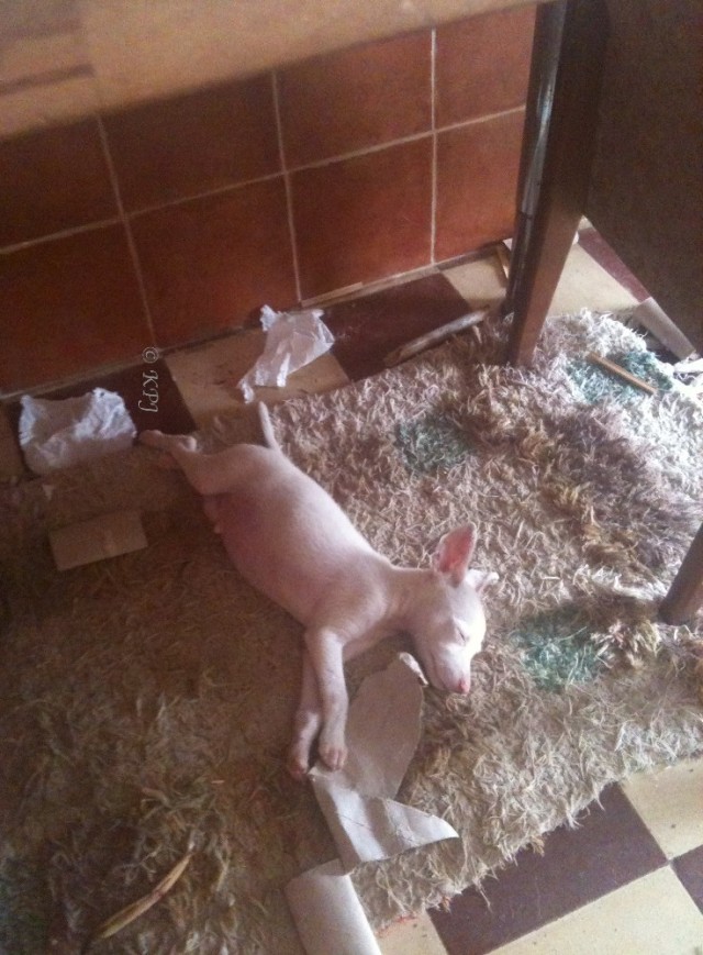 Naptime after hard work playing with toys.  Note Podenco scene of destruction, rather good I think