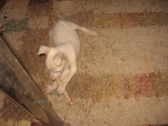 Playing on my rug