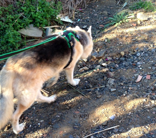 Wandering down the arroyo with my nice new harnie (I cropped Little Rat out of the picture!)